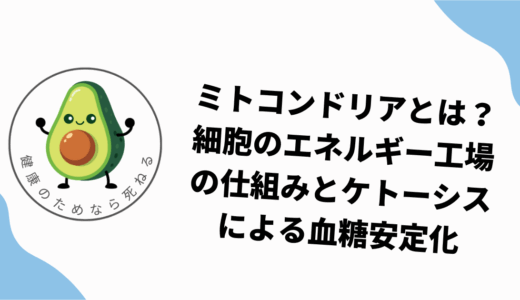 ミトコンドリアとは？細胞のエネルギー工場の仕組みとケトーシスによる血糖安定化